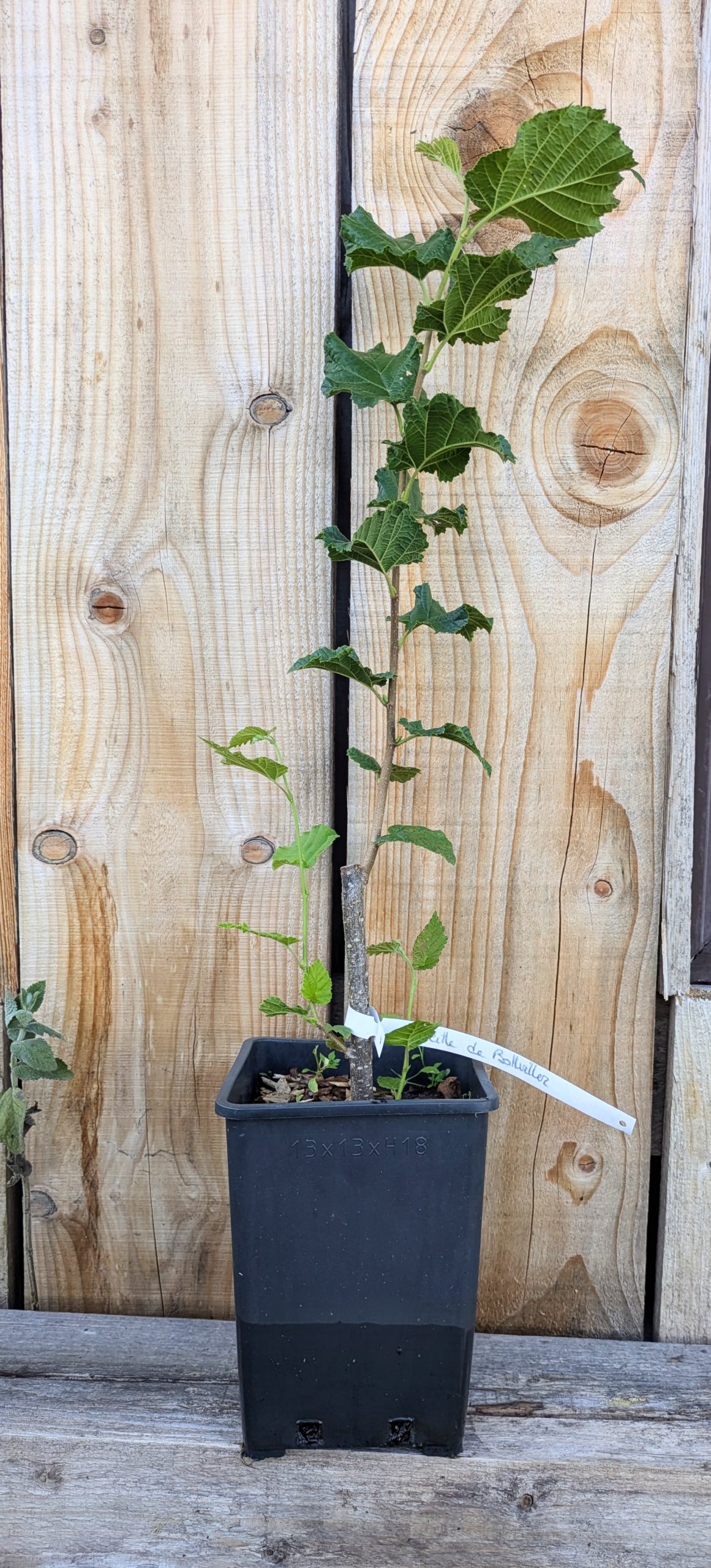 Jeune noisetier Merveille de Bollwiller en pot de 2 litres au Jardin Turbulent.