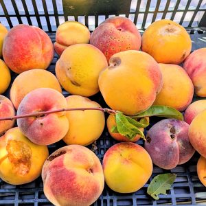 Pêches bien charnues à l'épiderme duveteux jaune d'or, joliment marbrés de rose et de rouge cramoisi