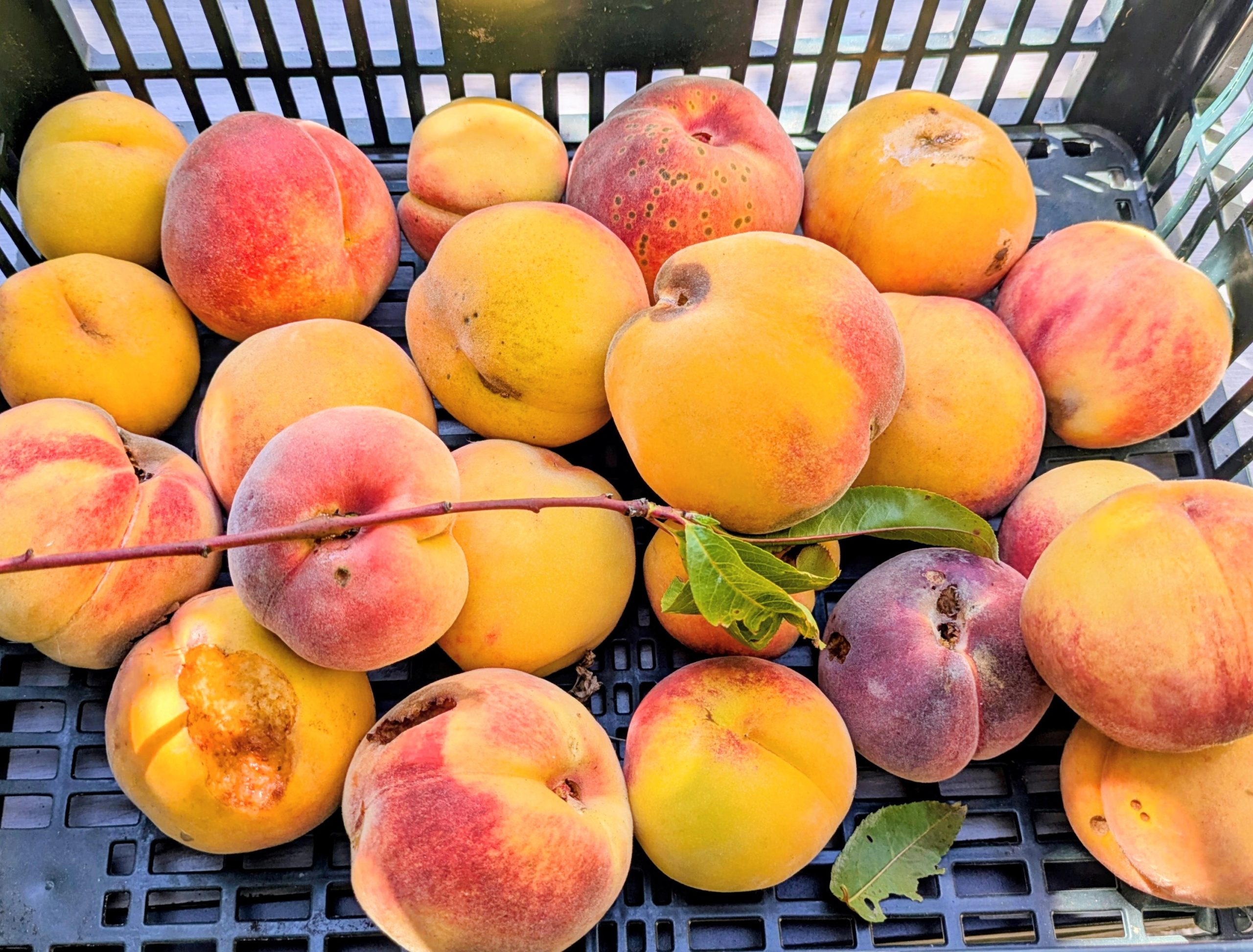 Pêches bien charnues à l'épiderme duveteux jaune d'or, joliment marbrés de rose et de rouge cramoisi