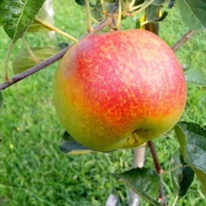 Pommier Rubinette