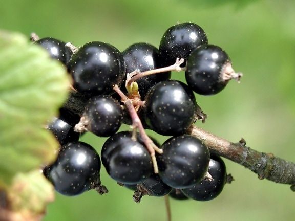 Cassissier Titania