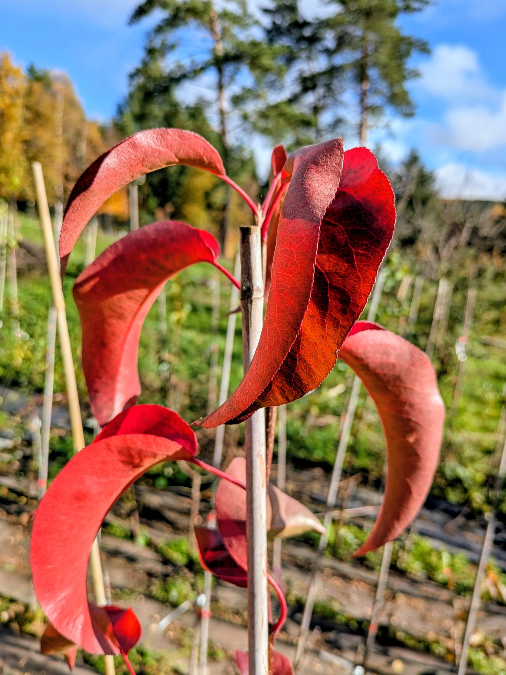 verger aux feuilles orangées