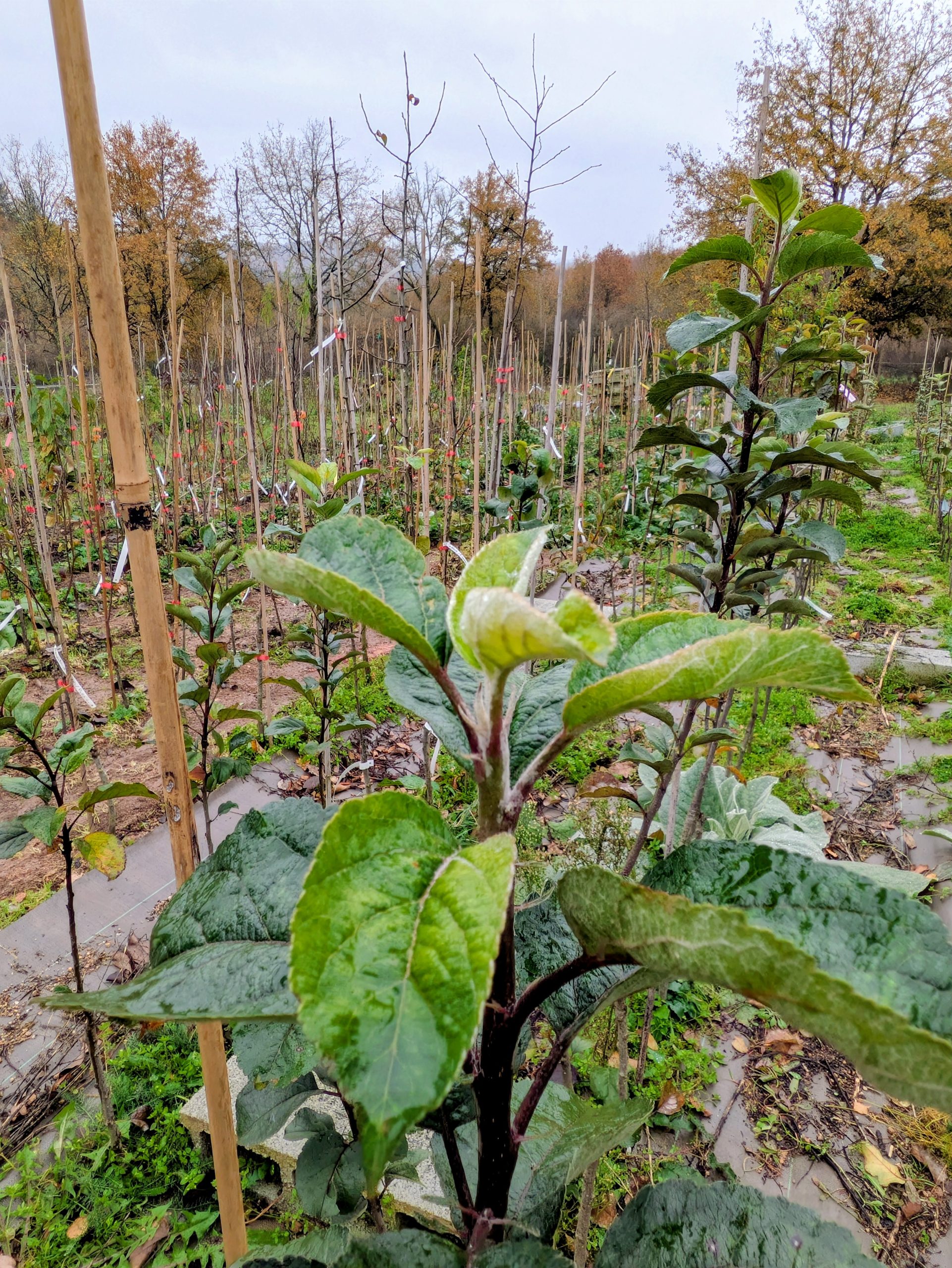 Apex de scion de pommier en croissance fin novembre